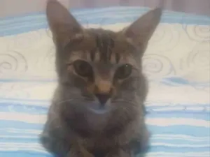 Gato raça SRD  idade 7 a 11 meses nome Mel 