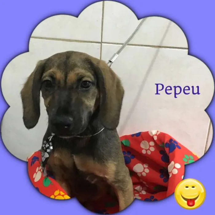Cachorro ra a srd idade 2 a 6 meses nome Pepeu