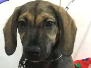 Cachorro raça srd idade 2 a 6 meses nome Pepeu