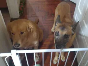 Cachorro raça Pastor Belga com Vira Lata idade 6 ou mais anos nome Thor