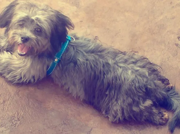 Cachorro ra a Spitizu idade 7 a 11 meses nome Bobby