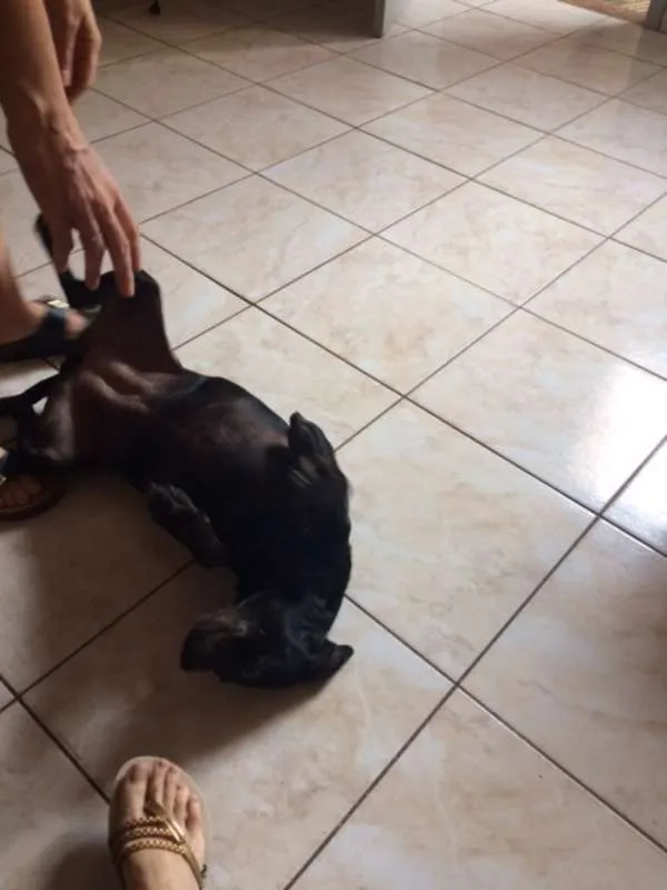 Cachorro ra a Vira Lata idade 5 anos nome Nega