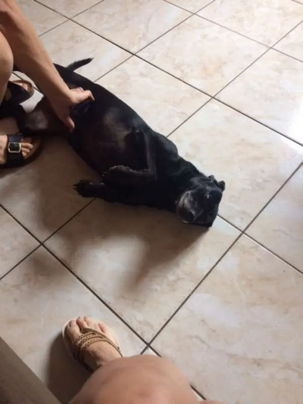 Cachorro ra a Vira Lata idade 5 anos nome Nega