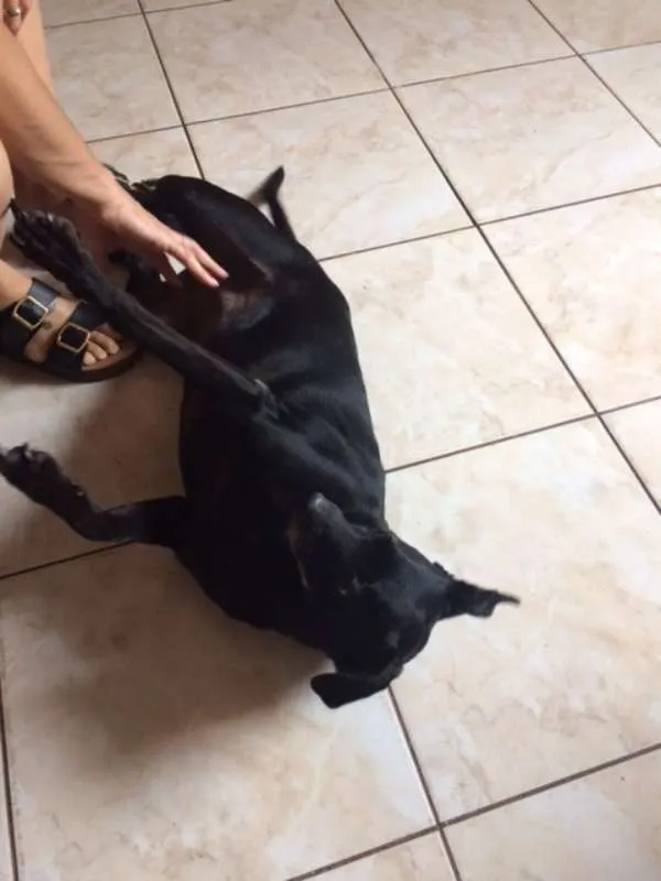 Cachorro ra a Vira Lata idade 5 anos nome Nega