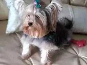 Cachorro raça Yorkshire idade 4 anos nome FIONA GRATIFICA