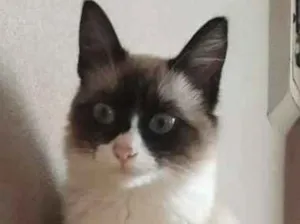Gato raça SRD  idade 2 a 6 meses nome Minie Shimer Shine Brisa