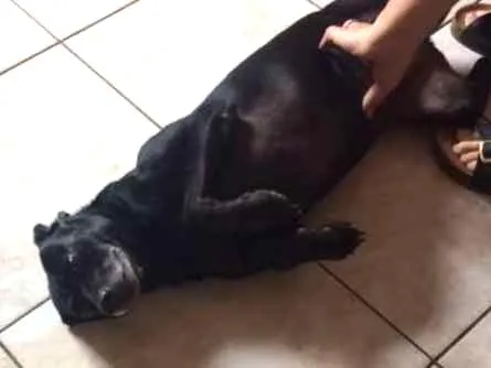Cachorro ra a Vira Lata idade 5 anos nome Nega