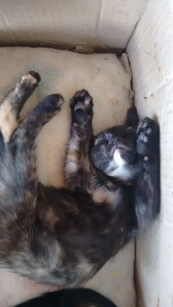 Gato ra a Viralata  idade 2 a 6 meses nome Nina e Gaston