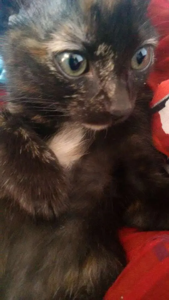 Gato ra a Viralata  idade 2 a 6 meses nome Nina e Gaston