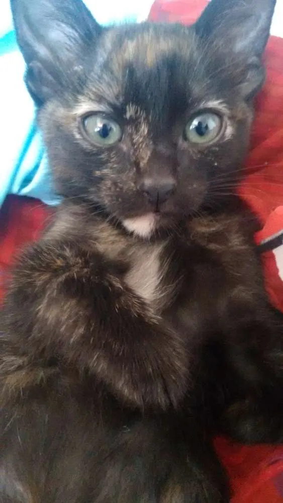 Gato ra a Viralata  idade 2 a 6 meses nome Nina e Gaston