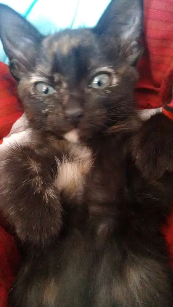 Gato ra a Viralata  idade 2 a 6 meses nome Nina e Gaston