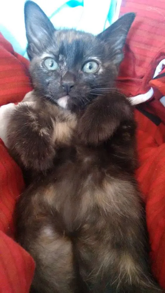 Gato ra a Viralata  idade 2 a 6 meses nome Nina e Gaston