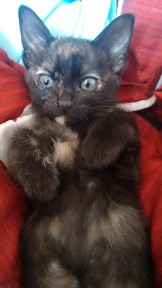 Gato ra a Viralata  idade 2 a 6 meses nome Nina e Gaston