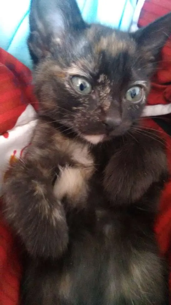 Gato ra a Viralata  idade 2 a 6 meses nome Nina e Gaston