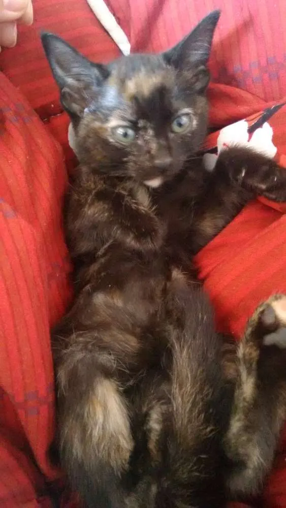 Gato ra a Viralata  idade 2 a 6 meses nome Nina e Gaston