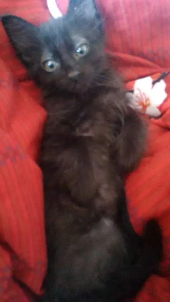 Gato ra a Viralata  idade 2 a 6 meses nome Nina e Gaston