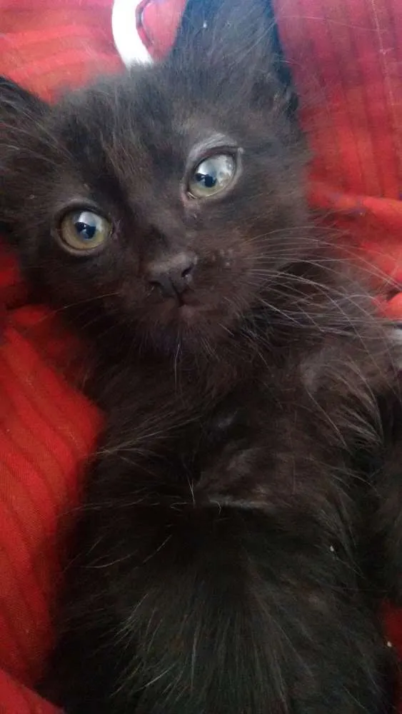 Gato ra a Viralata  idade 2 a 6 meses nome Nina e Gaston
