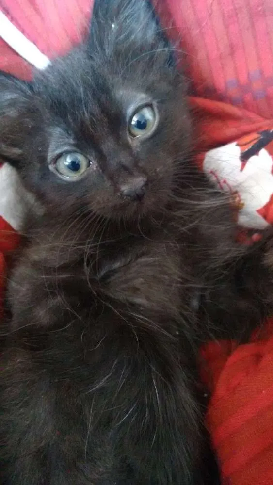 Gato ra a Viralata  idade 2 a 6 meses nome Nina e Gaston