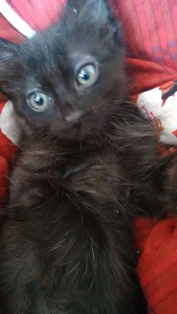 Gato ra a Viralata  idade 2 a 6 meses nome Nina e Gaston