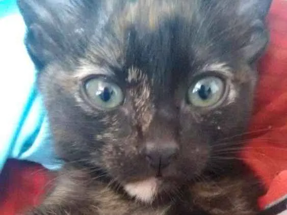 Gato ra a Viralata  idade 2 a 6 meses nome Nina e Gaston