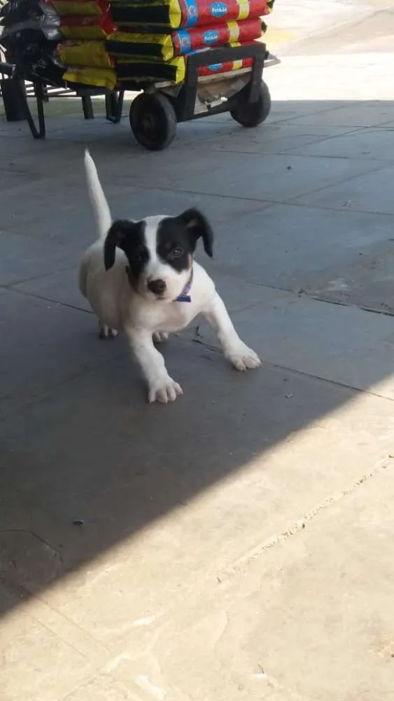 Cachorro ra a Labrador misturado  idade 7 a 11 meses nome Maguila