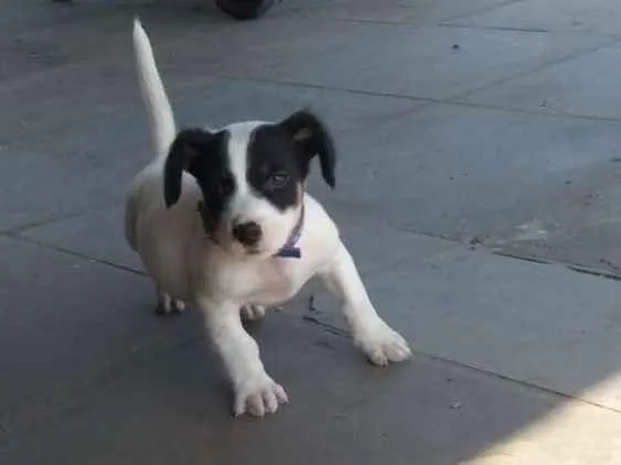 Cachorro ra a Labrador misturado  idade 7 a 11 meses nome Maguila