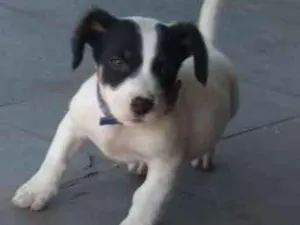 Cachorro raça Labrador misturado  idade 7 a 11 meses nome Maguila