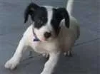 Cachorro raça Labrador misturado  idade 7 a 11 meses nome Maguila