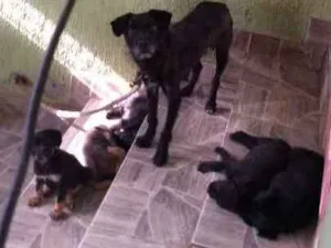 Cachorro raça N sei idade 2 a 6 meses nome Bolinha neguinha e f