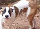 Cachorro raça Viralata idade 7 a 11 meses nome Shihpoo