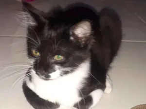 Gato raça Frajola idade 2 a 6 meses nome Orion