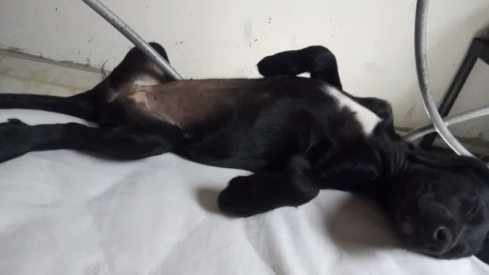Cachorro ra a vira lata idade 1 ano nome negunha
