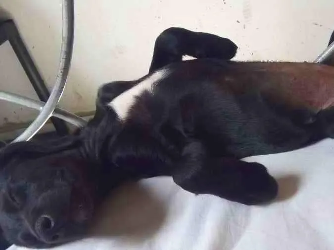 Cachorro ra a vira lata idade 1 ano nome negunha