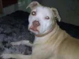 Maya