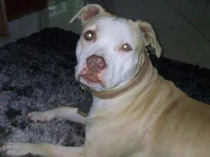 Cachorro raça Pitbull idade 2 anos nome Maya