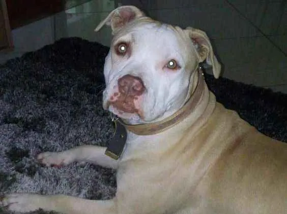 Cachorro ra a Pitbull idade 2 anos nome Maya