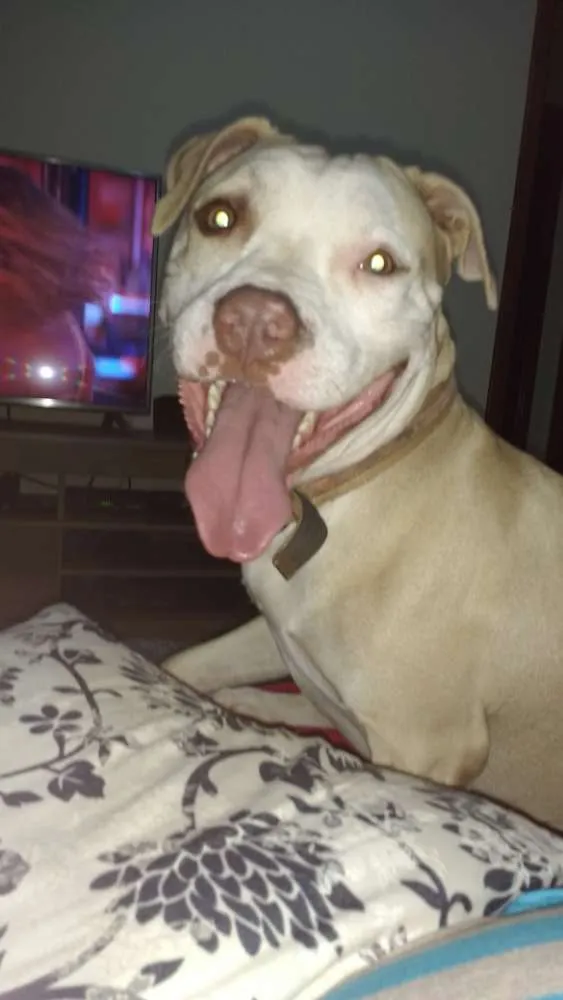 Cachorro ra a Pitbull idade 2 anos nome Maya