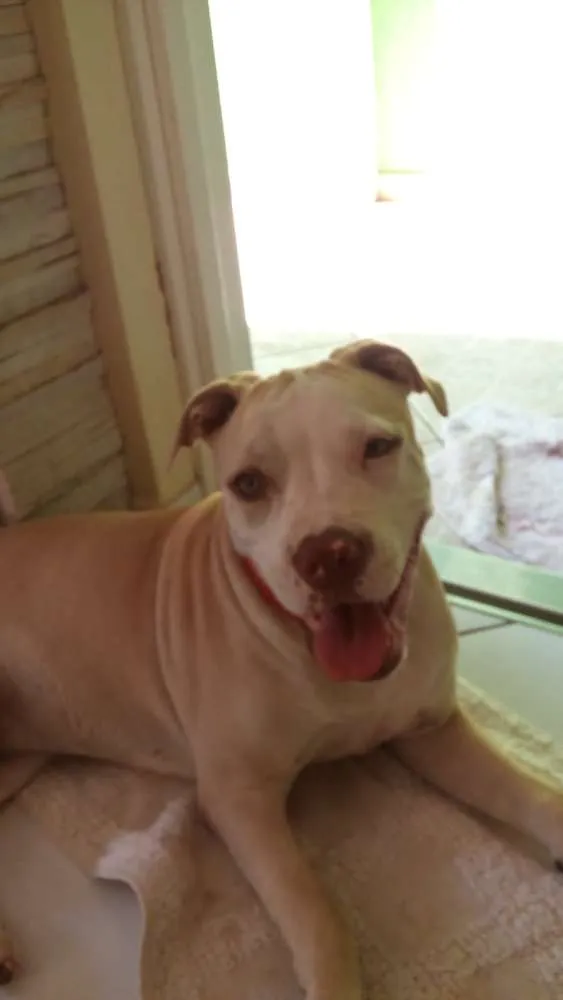 Cachorro ra a Pitbull idade 2 anos nome Maya