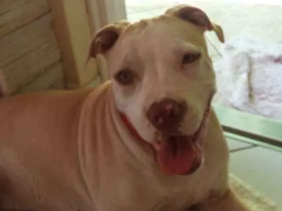 Cachorro ra a Pitbull idade 2 anos nome Maya