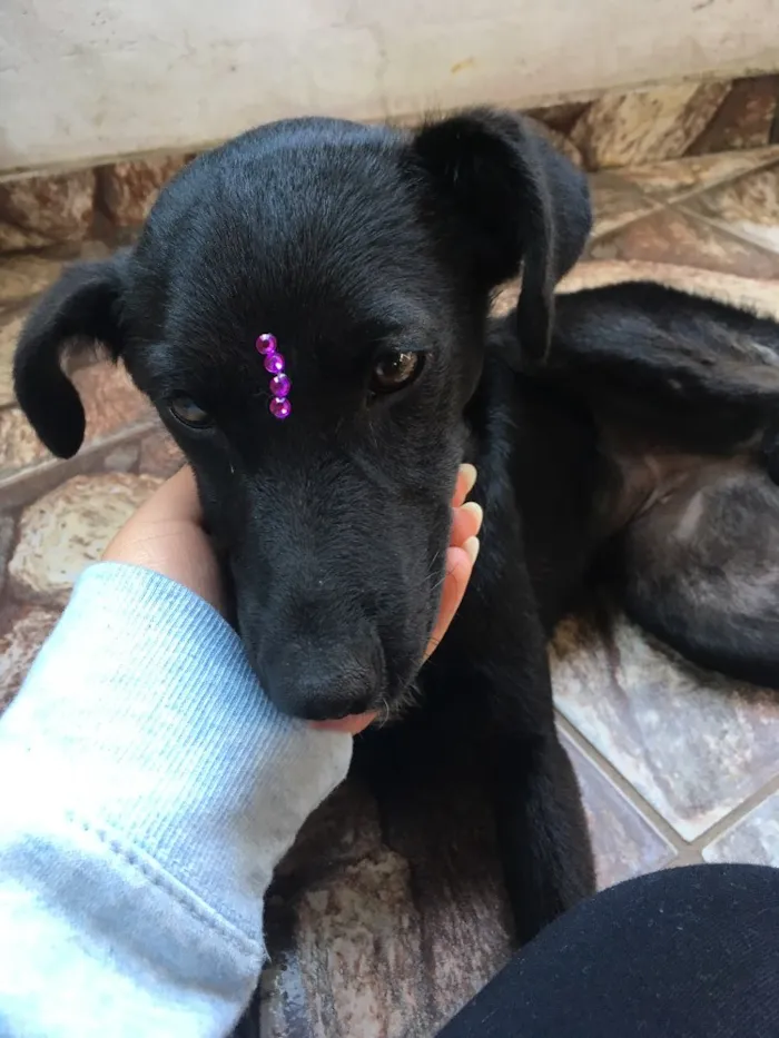 Cachorro ra a Viralata idade 2 a 6 meses nome Diana