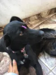 Diana