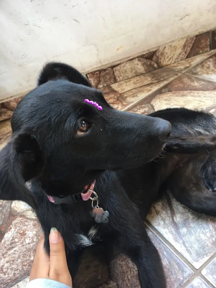 Cachorro ra a Viralata idade 2 a 6 meses nome Diana