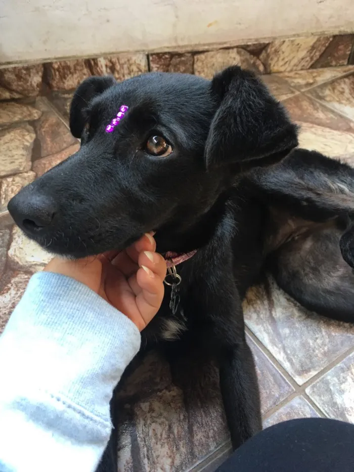 Cachorro ra a Viralata idade 2 a 6 meses nome Diana