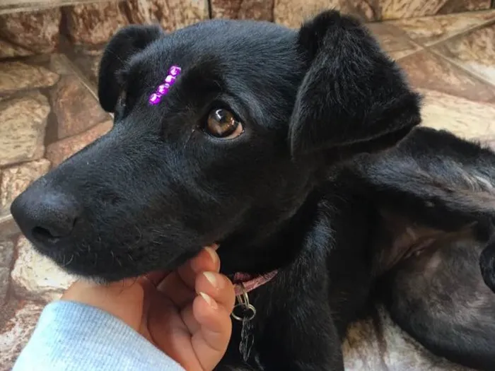 Cachorro ra a Viralata idade 2 a 6 meses nome Diana