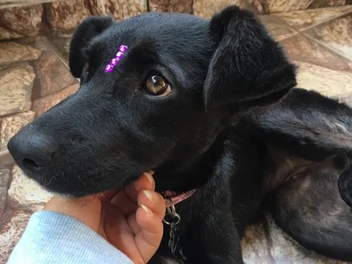 Cachorro ra a Viralata idade 2 a 6 meses nome Diana