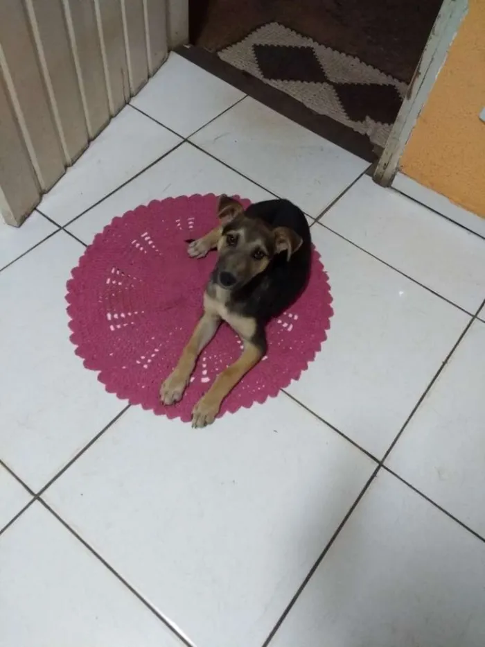Cachorro ra a Indefinida idade 2 a 6 meses nome Fred