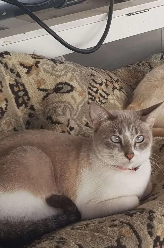 Gato raça SRD idade 3 anos nome Olivia