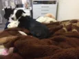 Maggie