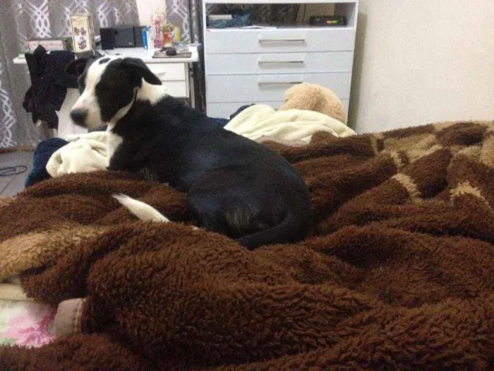 Cachorro ra a Terrier idade Abaixo de 2 meses nome Maggie