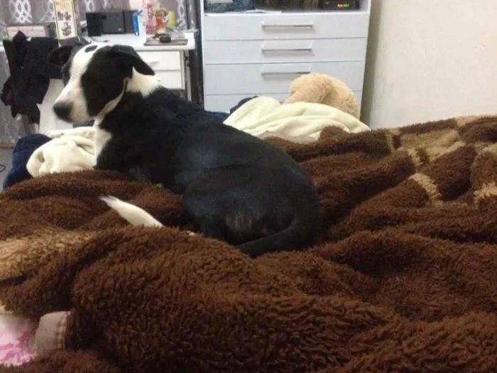 Cachorro ra a Terrier idade Abaixo de 2 meses nome Maggie